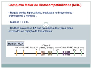 Complexo Maior de Histocompatibilidade (MHC)
• Região gênica hipervariada, localizada no braço direito
cromossoma 6 humano .
• Classes I, II e III.
• Codifica proteínas HLA que na maioria das vezes estão
envolvidos na rejeição de transplantes.
 