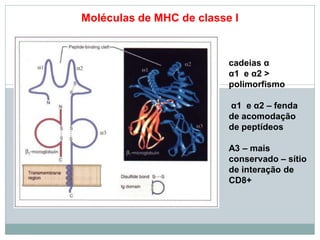 Moléculas de MHC de classe I
cadeias α
α1 e α2 >
polimorfismo
α1 e α2 – fenda
de acomodação
de peptídeos
Α3 – mais
conservado – sítio
de interação de
CD8+
 
