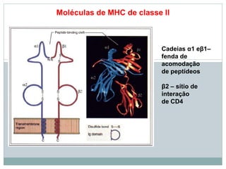 Moléculas de MHC de classe II
Cadeias α1 eβ1–
fenda de
acomodação
de peptídeos
β2 – sítio de
interação
de CD4
 