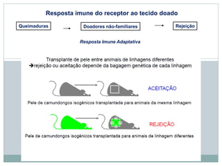 Resposta imune do receptor ao tecido doado
Queimaduras Doadores não-familiares Rejeição
Resposta Imune Adaptativa
 