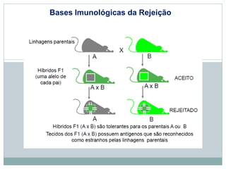 Bases Imunológicas da Rejeição
 