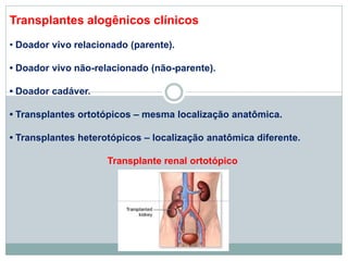 Transplantes alogênicos clínicos
• Doador vivo relacionado (parente).
• Doador vivo não-relacionado (não-parente).
• Doador cadáver.
• Transplantes ortotópicos – mesma localização anatômica.
• Transplantes heterotópicos – localização anatômica diferente.
Transplante renal ortotópico
 