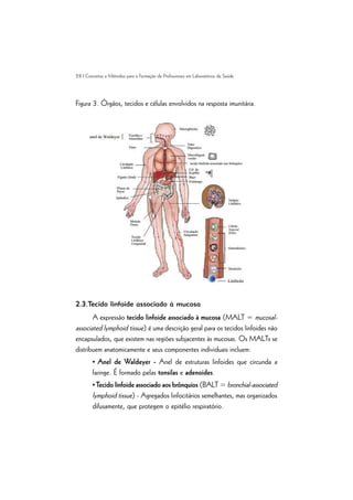 28 | Conceitos e Métodos para a Formação de Profissionais em Laboratórios de Saúde
Figura 3. Órgãos, tecidos e células envolvidos na resposta imunitária.
2.3.Tecido linfoide associado à mucosa
A expressão tecido linfoide associado à mucosa (MALT = mucosal-
associated lymphoid tissue) é uma descrição geral para os tecidos linfoides não
encapsulados, que existem nas regiões subjacentes às mucosas. Os MALTs se
distribuem anatomicamente e seus componentes individuais incluem:
• Anel de Waldeyer - Anel de estruturas linfoides que circunda a
faringe. É formado pelas tonsilas e adenoides.
• Tecido linfoide associado aos brônquios (BALT = bronchial-associated
lymphoid tissue) - Agregados linfocitários semelhantes, mas organizados
difusamente, que protegem o epitélio respiratório.
 
