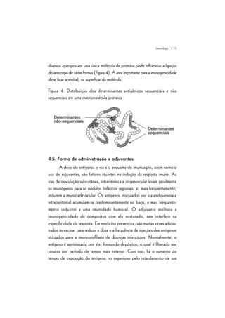 | 35
diversos epitopos em uma única molécula de proteína pode influenciar a ligação
do anticorpo de várias formas (Figura 4). A área importante para a imunogenicidade
deve ficar acessível, na superfície da molécula.
Figura 4. Distribuição dos determinantes antigênicos sequenciais e não
sequenciais em uma macromolécula proteica
4.5. Forma de administração e adjuvantes
A dose do antígeno, a via e o esquema de imunização, assim como o
uso de adjuvantes, são fatores atuantes na indução da resposta imune. As
vias de inoculação subcutânea, intradérmica e intramuscular levam geralmente
os imunógenos para os nódulos linfáticos regionais, e, mais frequentemente,
induzem a imunidade celular. Os antígenos inoculados por via endovenosa e
intraperitonial acumulam-se predominantemente no baço, e mais frequente-
mente induzem a uma imunidade humoral. O adjuvante melhora a
imunogenicidade de compostos com ele misturado, sem interferir na
especificidade da resposta. Em medicina preventiva, são muitas vezes adicio-
nados às vacinas para reduzir a dose e a frequência de injeções dos antígenos
utilizados para a imunoprofilaxia de doenças infecciosas. Normalmente, o
antígeno é aprisionado por ele, formando depósitos, o qual é liberado aos
poucos por período de tempo mais extenso. Com isso, há o aumento do
tempo de exposição do antígeno no organismo pelo retardamento de sua
Imunologia
 