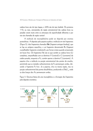 38 | Conceitos e Métodos para a Formação de Profissionais em Laboratórios de Saúde
cadeias leves são do tipo kappa, e 40% são do tipo lambda. Os primeiros
110, ou mais, aminoácidos da região aminoterminal das cadeias leves ou
pesadas variam muito entre os anticorpos de especificidade diferentes e por
isto são chamadas de região variável.
A molécula de imunoglobulina pode ser digerida por enzimas
proteolíticas. A digestão pela papaína quebra a molécula em três fragmentos
(Figura 5): dois fragmentos chamados Fab (fragment antingen binding), que
se liga ao antígeno específico, e um fragmento denominado Fc (fragment
crystallizable, fragmento cristalizável), por formar cristais quando armazenado
em locais frios. Os fragmentos Fab são os que contêm as cadeias leves (L)
completas, emparelhadas com os domínios V (variável) e C (constante) da
cadeia pesada, enquanto o Fc, contém apenas o domínio C (constante). A
papaína cliva a molécula na porção aminoterminal das pontes de enxofre,
permitindo que as metades carboxiterminais da Fc permaneçam unidas, dei-
xando o fragmento Fc livre. Já a pepsina, cliva na mesma região, mas na
porção carboxiterminal das pontes dissulfrídicas, produzindo o (Fab)’2
, onde
os dois braços dos Ac permanecem unidos.
Figura 5. Estrutrua básica de uma imunoglobina e a formação dos fragmentos
pela digestão enzimática.
 