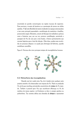 | 41
encontrada em grandes concentrações nas regiões mucosas do organismo.
Estas previnem a invasão de bactérias ou a penetração de toxinas nas células
epiteliais. A IgE está difundida de maneira moderada nos espaços extravasculares
e tem como principal propriedade a sensibilização de mastócitos e basófilos,
promovendo reação inflamatória, através da liberação de mediadores químicos
como a histamina, que, por sua vez, promove vasodilatação, permitindo a
passagem de Acs do vaso para a área lesada, e fatores quimioatraentes que
recrutam fagócitos para o local de infecção. Além disso, podem estar envolvi-
das em processos alérgicos e na ajuda para eliminação de helmintos, quando
sensibilizam eosinófilos.
Figura 6. Estrutura dos cinco principais isotipos de imunoglobulinas humanas
5.3. Polimorfismo das imunoglobulinas
Quando uma Ig é usada como Ag, ela é tratada como qualquer outra
proteína estranha e faz desencadear uma resposta de Ac. Pode ser produzido
Ac anti-Ig que reconheça aminoácidos característicos do isotipo do Ac injeta-
do. Também é possível gerar Acs que reconhecem diferenças no Ac de
membros da mesma espécie e tal fenômeno se deve à variação genética ou
polimorfismo. Tais variantes alélicas são chamadas de alotipos e representam
Imunologia
 