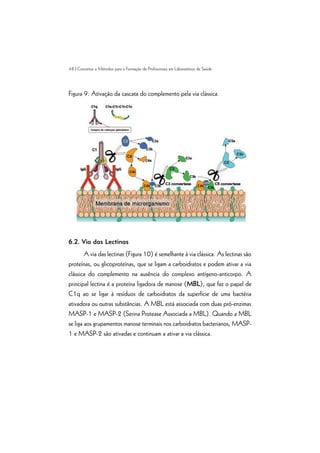 48 | Conceitos e Métodos para a Formação de Profissionais em Laboratórios de Saúde
Figura 9. Ativação da cascata do complemento pela via clássica.
6.2. Via das Lectinas
A via das lectinas (Figura 10) é semelhante à via clássica. As lectinas são
proteínas, ou glicoproteínas, que se ligam a carboidratos e podem ativar a via
clássica do complemento na ausência do complexo antígeno-anticorpo. A
principal lectina é a proteína ligadora de manose (MBL), que faz o papel de
C1q ao se ligar à resíduos de carboidratos da superfície de uma bactéria
ativadora ou outras substâncias. A MBL está associada com duas pró-enzimas
MASP-1 e MASP-2 (Serina Protease Associada a MBL). Quando a MBL
se liga aos grupamentos manose terminais nos carboidratos bacterianos, MASP-
1 e MASP-2 são ativadas e continuam a ativar a via clássica.
 