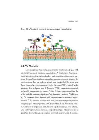 | 49
Figura 10. Ativação da cascata do complemento pela via das lectinas
6.3. Via Alternativa
Com exceção da etapa inicial, os eventos da via alternativa (Figura 11)
são homólogos aos da via clássica e das lectinas. A via alternativa é constante-
mente ativada, em taxa muito reduzida, a qual aumenta drasticamente na pre-
sença de superfícies ativadoras adequadas, como as membranas celulares de
microrganismos. Esta via pode ser ativada pela ligação do C3b ou de uma
forma hidrolizada espontaneamente, conhecida como iC3b, à superfície do
patógeno. Este se liga ao fator B, formando C3bB, componente suscestível
ao fator D, uma protease do plasma. O fator D cliva o componente B em Ba
e Bb, onde Bb permanece ligado ao C3b, formando a molécula C3bBb que
é a C3 convertase da via alternada. A C3 convertase da via alternativa produ-
zirá mais C3b, tornando o sistema mais ativo, pois muitos fagócitos possuem
receptores para este componente. A C3 convertase da via alternativa é extre-
mamente instável e, por isso, costuma sofrer rápida dissociação. No entanto,
uma proteína plasmática denominada properdina se liga a esta convertase e a
estabiliza, diminuindo sua degradação e permitindo a continuação da cascata.
Imunologia
 