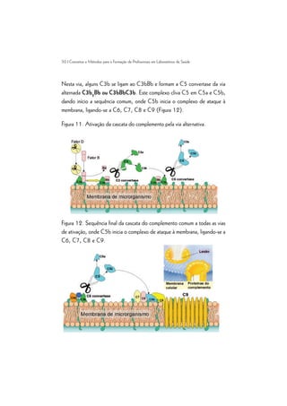 50 | Conceitos e Métodos para a Formação de Profissionais em Laboratórios de Saúde
Nesta via, alguns C3b se ligam ao C3bBb e formam a C5 convertase da via
alternada C3b2
Bb ou C3bBbC3b. Este complexo cliva C5 em C5a e C5b,
dando início a sequência comum, onde C5b inicia o complexo de ataque à
membrana, ligando-se a C6, C7, C8 e C9 (Figura 12).
Figura 11. Ativação da cascata do complemento pela via alternativa.
Figura 12. Sequência final da cascata do complemento comum a todas as vias
de ativação, onde C5b inicia o complexo de ataque à membrana, ligando-se a
C6, C7, C8 e C9.
 
