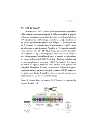 | 53
7.3. MHC de classe II
As moléculas do MHC de classe II também são expressas na membrana
celular. Mas estas são expressas na superfície de células apresentadoras de antígenos
profissionais. Essas células incluem as células dendríticas, os macrófagos e os linfócitos
B. A molécula de classe II é formada por uma cadeia a e uma b. A cadeia a tem
32-34kDa, enquanto a cadeia b tem 29-32kDa (Figura 13). As duas cadeias do
MHC de classe II são codificadas dentro da região genômica do MHC e ambas
são polimórficas, ou seja, são variáveis. As cadeias a e b, na porção extracelular,
possuem domínios a1 e a2 e b1 e b2, onde a porção variável das duas cadeias
são os segmentos a1 e b1, conforme pode ser visto na Figura 13. Os domínios
a1 e b1 interagem para formar a fenda de ligação ao peptídeo, que estruturalmen-
te é bastante similar à molécula do MHC de classe I. Esta fenda, ou bolsa é onde
se encaixa o peptídeo a ser apresentado à célula T. Assim, como é de se esperar,
esta também é a região da molécula do MHC de classe II que apresenta maior
variabilidade. Na molécula de classe II, as extremidades da fenda de ligação do
peptídeo são abertas, o que permite a ligação de peptídeos de 10-30 aminoácidos,
mas pode ocorrer ligação de peptídeos maiores, o que não acontece com a
molécula de classe I que tem as extremidades fechadas.
Figura 13. As três classes de genes no MHC humano e a expressão dos
produtos de classe I e II.
Imunologia
 
