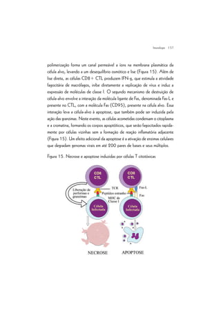 | 57
polimerização forma um canal permeável a íons na membrana plasmática da
célula alvo, levando a um desequilíbrio osmótico e lise (Figura 15). Além de
lise direta, as células CD8+ CTL produzem IFN-g, que estimula a atividade
fagocitária de macrófagos, inibe diretamente a replicação de vírus e induz a
expressão de moléculas de classe I. O segundo mecanismo de destruição de
célula-alvo envolve a interação da molécula ligante de Fas, denominada Fas-L e
presente no CTL, com a molécula Fas (CD95), presente na célula alvo. Essa
interação leva a célula-alvo à apoptose, que também pode ser induzida pela
ação das granzimas. Neste evento, as células acometidas condensam o citoplasma
e a cromatina, formando os corpos apoptóticos, que serão fagocitados rapida-
mente por células vizinhas sem a formação de reação inflamatória adjacente
(Figura 15). Um efeito adicional da apoptose é a ativação de enzimas celulares
que degradam genomas virais em até 200 pares de bases e seus múltiplos.
Figura 15. Necrose e apoptose induzidas por células T citotóxicas
Imunologia
 