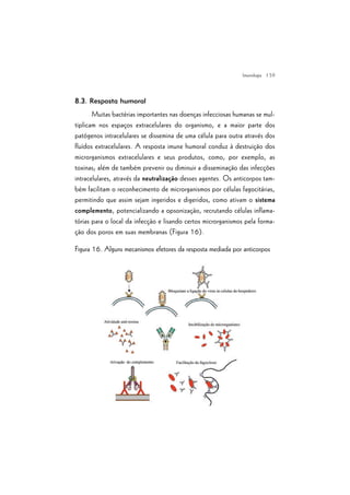 | 59
8.3. Resposta humoral
Muitas bactérias importantes nas doenças infecciosas humanas se mul-
tiplicam nos espaços extracelulares do organismo, e a maior parte dos
patógenos intracelulares se dissemina de uma célula para outra através dos
fluídos extracelulares. A resposta imune humoral conduz à destruição dos
microrganismos extracelulares e seus produtos, como, por exemplo, as
toxinas; além de também prevenir ou diminuir a disseminação das infecções
intracelulares, através da neutralização desses agentes. Os anticorpos tam-
bém facilitam o reconhecimento de microrganismos por células fagocitárias,
permitindo que assim sejam ingeridos e digeridos, como ativam o sistema
complemento, potencializando a opsonização, recrutando células inflama-
tórias para o local da infecção e lisando certos microrganismos pela forma-
ção dos poros em suas membranas (Figura 16).
Figura 16. Alguns mecanismos efetores da resposta mediada por anticorpos
Imunologia
 