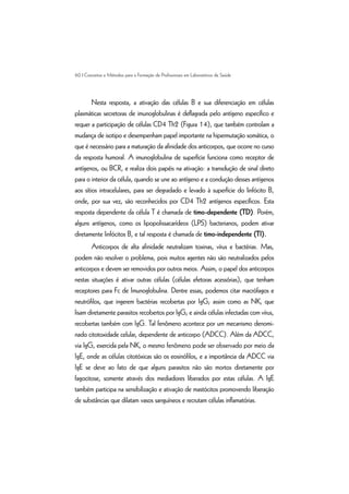 60 | Conceitos e Métodos para a Formação de Profissionais em Laboratórios de Saúde
Nesta resposta, a ativação das células B e sua diferenciação em células
plasmáticas secretoras de imunoglobulinas é deflagrada pelo antígeno específico e
requer a participação de células CD4 Th2 (Figura 14), que também controlam a
mudança de isotipo e desempenham papel importante na hipermutação somática, o
que é necessário para a maturação da afinidade dos anticorpos, que ocorre no curso
da resposta humoral. A imunoglobulina de superfície funciona como receptor de
antígenos, ou BCR, e realiza dois papéis na ativação: a transdução de sinal direto
para o interior da célula, quando se une ao antígeno e a condução desses antígenos
aos sítios intracelulares, para ser degradado e levado à superfície do linfócito B,
onde, por sua vez, são reconhecidos por CD4 Th2 antígenos específicos. Esta
resposta dependente da célula T é chamada de timo-dependente (TD). Porém,
alguns antígenos, como os lipopolissacarídeos (LPS) bacterianos, podem ativar
diretamente linfócitos B, e tal resposta é chamada de timo-independente (TI).
Anticorpos de alta afinidade neutralizam toxinas, vírus e bactérias. Mas,
podem não resolver o problema, pois muitos agentes não são neutralizados pelos
anticorpos e devem ser removidos por outros meios. Assim, o papel dos anticorpos
nestas situações é ativar outras células (células efetoras acessórias), que tenham
receptores para Fc de Imunoglobulina. Dentre essas, podemos citar macrófagos e
neutrófilos, que ingerem bactérias recobertas por IgG; assim como as NK, que
lisam diretamente parasitos recobertos por IgG; e ainda células infectadas com vírus,
recobertas também com IgG. Tal fenômeno acontece por um mecanismo denomi-
nado citotoxidade celular, dependente de anticorpo (ADCC). Além da ADCC,
via IgG, exercida pela NK, o mesmo fenômeno pode ser observado por meio da
IgE, onde as células citotóxicas são os eosinófilos, e a importância da ADCC via
IgE se deve ao fato de que alguns parasitos não são mortos diretamente por
fagocitose, somente através dos mediadores liberados por estas células. A IgE
também participa na sensibilização e ativação de mastócitos promovendo liberação
de substâncias que dilatam vasos sanguíneos e recrutam células inflamatórias.
 