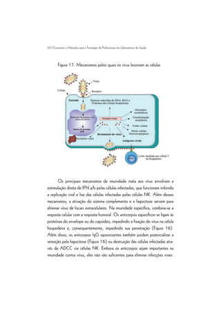 62 | Conceitos e Métodos para a Formação de Profissionais em Laboratórios de Saúde
Figura 17. Mecanismos pelos quais os vírus lesionam as células
Os principais mecanismos de imunidade inata aos vírus envolvem a
estimulação direta de IFN a/b pelas células infectadas, que funcionam inibindo
a replicação viral e lise das células infectadas pelas células NK. Além desses
mecanismos, a ativação do sistema complemento e a fagocitose servem para
eliminar vírus de locais extracelulares. Na imunidade específica, combina-se a
resposta celular com a resposta humoral. Os anticorpos específicos se ligam às
proteínas do envelope ou do capsídeo, impedindo a fixação do vírus na célula
hospedeira e, consequentemente, impedindo sua penetração (Figura 16).
Além disso, os anticorpos IgG opsonizantes também podem potencializar a
remoção pela fagocitose (Figura 16) ou destruição das células infectadas atra-
vés da ADCC via células NK. Embora os anticorpos sejam importantes na
imunidade contra vírus, eles não são suficientes para eliminar infecções virais.
 