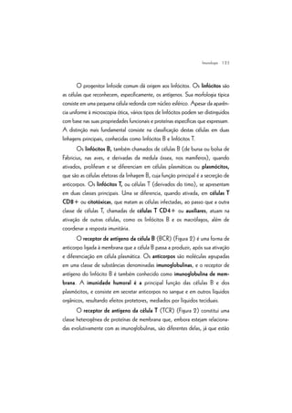 | 23
O progenitor linfoide comum dá origem aos linfócitos. Os linfócitos são
as células que reconhecem, especificamente, os antígenos. Sua morfologia típica
consiste em uma pequena célula redonda com núcleo esférico. Apesar da aparên-
cia uniforme à microscopia ótica, vários tipos de linfócitos podem ser distinguidos
com base nas suas propriedades funcionais e proteínas específicas que expressam.
A distinção mais fundamental consiste na classificação destas células em duas
linhagens principais, conhecidas como linfócitos B e linfócitos T.
Os linfócitos B, também chamados de células B (de bursa ou bolsa de
Fabricius, nas aves, e derivadas da medula óssea, nos mamíferos), quando
ativados, proliferam e se diferenciam em células plasmáticas ou plasmócitos,
que são as células efetoras da linhagem B, cuja função principal é a secreção de
anticorpos. Os linfócitos T, ou células T (derivados do timo), se apresentam
em duas classes principais. Uma se diferencia, quando ativada, em células T
CD8+ ou citotóxicas, que matam as células infectadas, ao passo que a outra
classe de células T, chamadas de células T CD4+ ou auxiliares, atuam na
ativação de outras células, como os linfócitos B e os macrófagos, além de
coordenar a resposta imunitária.
O receptor de antígeno da célula B (BCR) (Figura 2) é uma forma de
anticorpo ligada à membrana que a célula B passa a produzir, após sua ativação
e diferenciação em célula plasmática. Os anticorpos são moléculas agrupadas
em uma classe de substâncias denominadas imunoglobulinas, e o receptor de
antígeno do linfócito B é também conhecido como imunoglobulina de mem-
brana. A imunidade humoral é a principal função das células B e dos
plasmócitos, e consiste em secretar anticorpos no sangue e em outros líquidos
orgânicos, resultando efeitos protetores, mediados por líquidos teciduais.
O receptor de antígeno da célula T (TCR) (Figura 2) constitui uma
classe heterogênea de proteínas de membrana que, embora estejam relaciona-
das evolutivamente com as imunoglobulinas, são diferentes delas, já que estão
Imunologia
 
