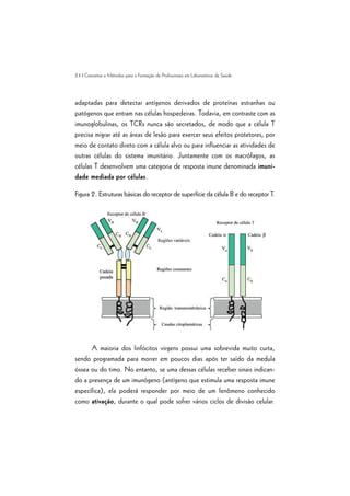 24 | Conceitos e Métodos para a Formação de Profissionais em Laboratórios de Saúde
adaptadas para detectar antígenos derivados de proteínas estranhas ou
patógenos que entram nas células hospedeiras. Todavia, em contraste com as
imunoglobulinas, os TCRs nunca são secretados, de modo que a célula T
precisa migrar até as áreas de lesão para exercer seus efeitos protetores, por
meio de contato direto com a célula alvo ou para influenciar as atividades de
outras células do sistema imunitário. Juntamente com os macrófagos, as
células T desenvolvem uma categoria de resposta imune denominada imuni-
dade mediada por células.
Figura 2. Estruturas básicas do receptor de superfície da célula B e do receptor T.
A maioria dos linfócitos virgens possui uma sobrevida muito curta,
sendo programada para morrer em poucos dias após ter saído da medula
óssea ou do timo. No entanto, se uma dessas células receber sinais indican-
do a presença de um imunógeno (antígeno que estimula uma resposta imune
específica), ela poderá responder por meio de um fenômeno conhecido
como ativação, durante o qual pode sofrer vários ciclos de divisão celular.
 