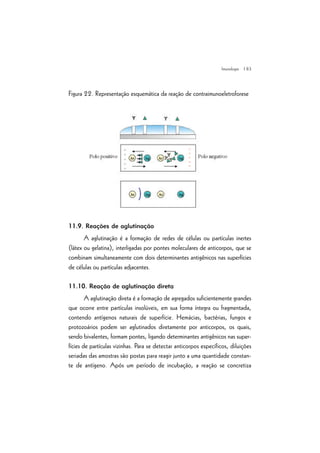 | 83
Figura 22. Representação esquemática da reação de contraimunoeletroforese
11.9. Reações de aglutinação
A aglutinação é a formação de redes de células ou partículas inertes
(látex ou gelatina), interligadas por pontes moleculares de anticorpos, que se
combinam simultaneamente com dois determinantes antigênicos nas superfícies
de células ou partículas adjacentes.
11.10. Reação de aglutinação direta
A aglutinação direta é a formação de agregados suficientemente grandes
que ocorre entre partículas insolúveis, em sua forma íntegra ou fragmentada,
contendo antígenos naturais de superfície. Hemácias, bactérias, fungos e
protozoários podem ser aglutinados diretamente por anticorpos, os quais,
sendo bivalentes, formam pontes, ligando determinantes antigênicos nas super-
fícies de partículas vizinhas. Para se detectar anticorpos específicos, diluições
seriadas das amostras são postas para reagir junto a uma quantidade constan-
te de antígeno. Após um período de incubação, a reação se concretiza
Imunologia
 
