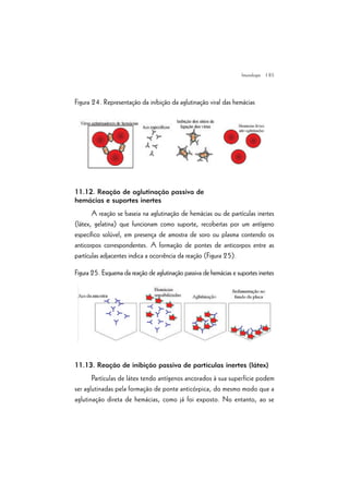 | 85
Figura 24. Representação da inibição da aglutinação viral das hemácias
11.12. Reação de aglutinação passiva de
hemácias e suportes inertes
A reação se baseia na aglutinação de hemácias ou de partículas inertes
(látex, gelatina) que funcionam como suporte, recobertas por um antígeno
específico solúvel, em presença de amostra de soro ou plasma contendo os
anticorpos correspondentes. A formação de pontes de anticorpos entre as
partículas adjacentes indica a ocorrência da reação (Figura 25).
Figura 25. Esquema da reação de aglutinação passiva de hemácias e suportes inertes
11.13. Reação de inibição passiva de partículas inertes (látex)
Partículas de látex tendo antígenos ancorados à sua superfície podem
ser aglutinadas pela formação de ponte anticórpica, do mesmo modo que a
aglutinação direta de hemácias, como já foi exposto. No entanto, ao se
Imunologia
 