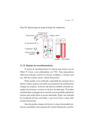 | 87
Figura 26. Representação da reação de fixação de complemento
11.15. Reações de imunofluorescência
A técnica de imunofluorescência foi descrita pela primeira vez por
Albert H. Coons e seus colaboradores, em 1941. Estes pesquisadores
objetivavam empregar corantes em técnicas sorológicas e utilizaram para
isso, além dos corantes comuns, radicais fluorescentes.
Neste período, já era conhecida a capacidade dos anticorpos de se
ligarem a radicais químicos sem perder sua característica de reconhecimento
e ligação aos antígenos. Já haviam sido descritos trabalhos utilizando con-
jugados de anticorpos e corantes em técnicas de aglutinação. O produto
resultante desta conjugação não só mantinha suas propriedades aglutinantes
originais como ainda coloria os grumos aglutinados. Porém, esta coloração
foi considerada de fraca intensidade, o que levou Coons a optar pelos
corantes fluorescentes.
Uma das grandes vantagens da técnica é a intensa luminosidade emi-
tida por quantidades muito pequenas de corantes fluorescentes, permitin-
Imunologia
 