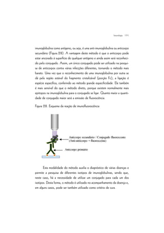 | 91
imunoglobulina como antígeno, ou seja, é uma anti-imunoglobulina ou anticorpo
secundário (Figura.28). A vantagem deste método é que o anticorpo pode
estar ancorado à superfície de qualquer antígeno e ainda assim será reconheci-
do pelo conjugado. Assim, um único conjugado pode ser utilizado na pesqui-
sa de anticorpos contra várias infecções diferentes, tornando o método mais
barato. Uma vez que o reconhecimento de uma imunoglobulina por outra se
dá pela região estável do fragmento cristalizável (porção Fc), a ligação é
espécie específica, conferindo ao método grande especificidade. Ele também
é mais sensível do que o método direto, porque existem normalmente mais
epitopos na imunoglobulina para o conjugado se ligar. Quanto maior a quanti-
dade de conjugado maior será a emissão de fluorescência.
Figura 28. Esquema da reação de imunofluorescência
Esta modalidade do método auxilia o diagnóstico de várias doenças e
permite a pesquisa de diferentes isotipos de imunoglobulinas, sendo que,
neste caso, há a necessidade de utilizar um conjugado para cada um dos
isotipos. Desta forma, o método é utilizado no acompanhamento da doença e,
em alguns casos, pode ser também utilizado como critério de cura.
Imunologia
 