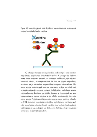| 101
Figura 32. Amplificação de sinal devido ao maior número de moléculas de
enzimas biotinaladas ligadas à avidina
O anticorpo marcado com a peroxidase pode se ligar a sítios teciduais
inespecíficos, prejudicando a resultado do exame. A utilização de proteínas
inertes alheias ao sistema reacional, tais como soro fetal bovino, soro albumina
bovina ou caseína, ao competirem com os sítios de ligação inespecíficos,
reduzem a reação inespecífica. A peroxidase endógena, encontrada em dife-
rentes tecidos, também pode mascarar uma reação e deve ser inibida pela
incubação prévia do corte com peróxido de hidrogênio. A fosfatase alcalina
está amplamente distribuída nos tecidos humanos e é encontrada em altas
concentrações na mucosa intestinal e nos túbulos proximais dos rins, entre
outros tecidos. A biotina endógena, assim como as outras proteínas utilizadas
na IHQ, também é encontrada em tecidos, particularmente no fígado, pul-
mão, baço, tecido adiposo, glândula mamária, rim e cérebro. A atividade da
biotina pode ser suprimida pelo uso de tampões alcalinos, pela pré-incubação
com avidina ou com leite desnatado.
Imunologia
 