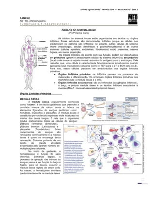 Arlindo Ugulino Netto – IMUNOLOGIA I – MEDICINA P3 – 2008.2
FAMENE
NETTO, Arlindo Ugulino.
IMUNOLOGIA I (DESATUALIZADO)
ÓRGÃOS DO SISTEMA IMUNE
(Profª Karina Carla)
As células do sistema imune estão organizadas em tecidos ou órgãos
linfóides. Essas estruturas são denominadas linfóides porque as células que
predominam no estroma são linfócitos; no entanto, outras células do sistema
imune (macrófagos, células dendriticas e polomorfonucleares) e de outros
sistemas (células epiteliais, endoteliais, fibroblastos) estão presentes, nesses
órgãos, em menor proporção.
Os órgãos linfóides, de acordo com sua função, podem ser classificados
em primários (geram e amadurecem células do sistema imune) ou secundários
(local onde ocorre a reposta imune: encontro do antígeno com o anticorpo). Vale
ressaltar que, uma célula é caracterizada fenotipicamente amadurecida quando
apresenta seus marcadores celulares (como o TCH para o LT e BCH para o LB).
Para isso, essas células precisam ser amadurecidos nos órgãos linfóides
primários.
 Órgãos linfóides primários: os linfócitos passam por processos de
maturação e diferenciação. Os principais órgãos linfóides primários nos
mamíferos são: a medula óssea e o timo.
 Órgãos linfóides secundários: são os linfonodos (ou gânglios linfáticos),
o baço, a própria medula óssea e os tecidos linfóides associados à
mucosa (MALT, mucosal-associated lymphoid tissue).
…rg‚os Linf•ides Prim†rios
MEDULA ÓSSEA
A medula óssea, popularmente conhecida
como "tutano", é um tecido gelatinoso que preenche a
cavidade interna de vários ossos e fabrica os
elementos figurados do sangue periférico como:
hemácias, leucócitos e plaquetas. A medula óssea é
constituída por um tecido esponjoso mole localizado no
interior dos ossos longos. É nela que o organismo
produz praticamente todas as células do sangue:
glóbulos vermelhos (Eritrócitos),
glóbulos brancos (Leucócitos) e
plaquetas (Trombócitos). Estes
componentes do sangue são
renovados continuamente e a medula
óssea é quem se encarrega desta
renovação. Trata-se portanto de um
tecido de grande atividade
evidenciada pelo grande número de
multiplicações celulares.
No início da gestação, a
hematopoiese é função do saco
vitelínico. Semanas depois, o
processo de geração das células do
sangue passa a ser função do baço e
fígado, para só depois, assumir a
medula óssea repleta de steam cells.
Ao nascer, a hematopoise acontece
predominantemente na medula óssea.
 