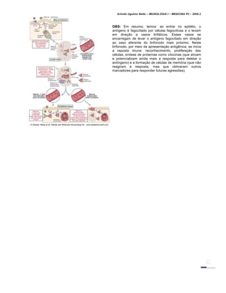 Arlindo Ugulino Netto – IMUNOLOGIA I – MEDICINA P3 – 2008.2
OBS: Em resumo, temos: ao entrar no epitélio, o
antígeno é fagocitado por células fagocíticas e o levam
em direção a vasos linfáticos. Esses vasos se
encarregam de levar o antígeno fagocitado em direção
ao vaso aferente do linfonodo mais próximo. Neste
linfonodo, por meio da apresentação antigênica, se inicia
a reposta imune: reconhecimento, proliferação das
células, síntese de proteínas como citocinas (que ativam
e potencializam ainda mais a resposta para deletar o
antíngeno) e a formação de células de memória (que não
reagiram à resposta, mas que obtiveram outros
marcadores para responder futuras agressões).
 