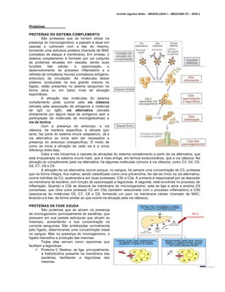 Arlindo Ugulino Netto – IMUNOLOGIA I – MEDICINA P3 – 2008.2
Proteƒnas
PROTEÍNAS DO SISTEMA COMPLEMENTO
São proteases que se tornam ativas na
presença do microorganismo, e passam a atuar em
cascata e culminam com a lise do mesmo,
formando uma estrutura protéica chamada de MAC
(complexo de ataque á membrana). Em síntese, o
sistema complemento é formado por um conjunto
de proteínas ativadas em cascata, sendo suas
funções: lise celular, a opsonização, o
desenvolvimento do processo inflamatório e a
retirada de complexos imunes (complexos antígeno-
anticorpo) da circulação. As moléculas desse
sistema, produzidas na sua grande maioria no
fígado, estão presentes no plasma sanguíneo na
forma ativa ou em baixo nível de ativação
espontânea.
A ativação das moléculas do sistema
complemento pode ocorrer pela via clássica
(ativada pela associação de antígenos a molécula
de IgG ou IgM), via alternativa (ativada
diretamente por alguns tipos de antígenos sem a
participação de moléculas de imunoglobulinas) e
via da lectina.
Com a presença do anticorpo, a via
clássica, de maneira específica, é ativada (por
tanto, faz parte do sistema imune adaptativo). Já a
via alternativa se inicia sem ser necessária a
presença do anticorpo (inespecífica). O modo de
como se inicia a ativação de cada via é a única
diferença entre elas.
Cabe a nós iniciarmos a cascata de ativações do sistema complemento a partir da via alternativa, que
está enquadrada no sistema imune inato, que é mais antiga, em termos evolucionários, que a via clássica. Na
ativação do complemento pela via alternativa, há algumas moléculas comuns à via clássica, como C3, C4, C5,
C6, C7, C8 e C9.
A ativação da via alternativa ocorre porque, no sangue, há sempre uma concentração de C3, protease
que na forma íntegra, fica inativa, sendo classificada como uma pró-enzima. Ao dar-se início na via alternativa,
ocorre hidrólise da C3, quebrando-a em duas proteases: C3b e C3a. A primeira é responsável por se depositar
na membrana da bactéria, com função de opsonização e fagocitose. A segunda, está envolvida no processo de
inflamação. Quando a C3b se dissocia da membrana do microorganismo, esta se liga e ativa a enzima C5
convertase, que cliva outra protease C5 em C5a (também relacionada com o processo inflamatório) e C5b
(associa-se às moléculas C6, C7, C8 e C9, formando um poro na membrana celular chamado de MAC,
levando-a à lise, de forma similar ao que ocorre na ativação pela via clássica).
PROTEÍNAS DE FASE AGUDA
São proteínas que se ativam na presença
de microrganismo (principalmente de bactérias, que
possuem em sua parede estruturas que ativam as
mesmas), aumentando a sua concentração na
corrente sanguínea. São sintetizadas normalmente
pelo fígado, determinando uma concentração basal
no sangue. Mas na presença do microrganismo, o
fígado intensifica a produção das mesmas.
Todas elas servem como opsoninas que
facilitam a fagocitose.
 Proteína C Reativa: se liga, principalmente,
à fosforilcolina presente na membrana das
bactérias, facilitando a fagocitose das
mesmas.
 