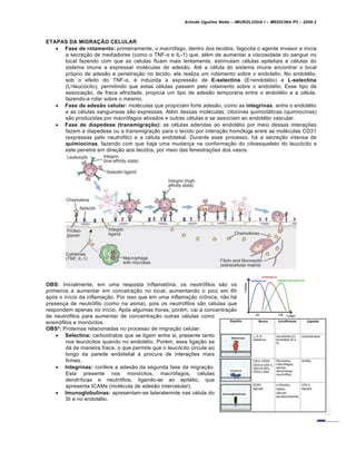 Arlindo Ugulino Netto – IMUNOLOGIA I – MEDICINA P3 – 2008.2
ETAPAS DA MIGRAÇÂO CELULAR
 Fase de rolamento: primeiramente, o macr„fago, dentro dos tecidos, fagocita o agente invasor e inicia
a secre†…o de mediadores (como o TNF-α e IL-1) que, al€m de aumentar a viscosidade do sangue no
local fazendo com que as celulas fluam mais lentamente, estimulam c€lulas epiteliais e c€lulas do
sistema imune a expressar mol€culas de ades…o. At€ a c€lula do sistema imune encontrar o local
pr„prio de ades…o e penetra†…o no tecido, ela realiza um rolamento sobre o endotelio. No endot€lio,
sob o efeito do TNF-α, € induzida a express…o de E-selectina (E=endot€lio) e L-selectina
(L=leuc„cito), permitindo que estas c€lulas passem pelo rolamento sobre o endot€lio. Esse tipo de
associa†…o, de fraca afinidade, propicia um tipo de ades…o temporƒria entre o endot€lio e a c€lula,
fazendo-a rolar sobre o mesmo.
 Fase de adesão celular: mol€culas que propiciam forte ades…o, como as integrinas, entre o endot€lio
e as c€lulas sanguineas s…o expressas. Al€m dessas mol€culas, citocinas quimiotƒticas (quimiocinas)
s…o produzidas por macr„fagos ativados e outras c€lulas e se associam ao endot€lio vascular.
 Fase de diapedese (transmigração): as c€lulas aderidas ao endot€lio por meio dessas intera†‡es
fazem a diapedese ou a transmigra†…o para o tecido por intera†…o hom„loga entre as mol€culas CD31
(expressas pelo neutrofilo) e a c€lula endotelial. Durante esse processo, hƒ a secre†…o intensa de
quimiocinas, fazendo com que haja uma mudan†a na conforma†…o do citoesqueleto do leuc„cito e
este penetre em dire†…o aos tecidos, por meio das fenestra†‡es dos vasos.
OBS: Inicialmente, em uma resposta inflamat„ria, os neutr„filos s…o os
primeiros a aumentar em concetra†…o no local, aumentando o pico em 6h
ap„s o in•cio da inflama†…o. Por isso que em uma inflama†…o cr•nica, n…o hƒ
presen†a de neutr„filo (como na asma), pois os neutr„filos s…o c€lulas que
respondem apenas no in•cio. Ap„s algumas horas, por€m, cai a concentra†…o
de neutr„filos para aumentar de concentra†…o outras c€lulas como
eosin„filos e mon„citos.
OBS²: Prote•nas relacionadas no processo de migra†…o celular:
 Selectina: carboidratos que se ligam entre si, presente tanto
nos leuc„citos quando no endot€lio. Por€m, essa liga†…o se
dƒ de maneira fraca, o que permite que o leuc„cito circule ao
longo da parede endotelial Š procura de intera†‡es mais
firmes.
 Integrinas: confere a ades…o da segunda fase da migra†…o.
Esta presente nos mon„citos, macr„fagos, c€lulas
dendr•ticas e neutr„fios, ligando-as ao epit€lio, que
apresenta ICAMs (mol€cula de ades…o intercelular).
 Imunoglobulinas: apresentam-se lateralemnte nas c€lula do
SI e no endot€lio.
 