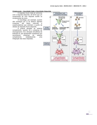 Arlindo Ugulino Netto – IMUNOLOGIA I – MEDICINA P3 – 2008.2
Colaboraˆ‚o – Imunidade Inata x Imunidade Adquirida
A resposta imune inata se comunica
com a resposta adquirida, de forma que um
componente de uma resposta auxilia os
componentes da outra.
O macrófago, por exemplo, quando
não consegue por si só destruir agentes
invasores, ele libera citocinas e
coestimuladores que solicitam o auxílio de
células da resposta imune adquirida.
A própria ativação do sistema
complemento, quando há a presença de
microrganismo, há a ativação simultânea de
linfócitos B, que apresentam receptores que
reconhecem proteínas do sistema
complemento, estabelecendo uma
integração das duas respostas.
 