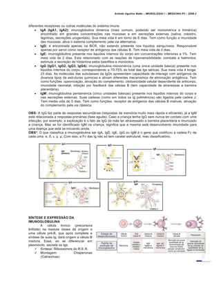 Arlindo Ugulino Netto – IMUNOLOGIA I – MEDICINA P3 – 2008.2
diferentes receptores ou outras mol€culas do sistema imune.
 IgA (IgA1, IgA2): imunoglobulina dim€rica (mais comum, podendo ser monom€rica e trim€rica)
encontrado em grandes concentra†‡es nas mucosas e em secre†‡es externas (saliva, colostro,
lƒgrimas, secre†‡es urogenitais). Sua meia vida € em torno de 6 dias. Tem como fun†…o a imunidade
das mucosas; ativa o sistema complemento pela via alternativa.
 IgD: € encontrada apenas na BCR, n…o estando presente nos l•quidos sangu•neos. Responsƒvel
apenas por servir como receptor de ant•genos das c€lulas B. Tem meia vida de 3 dias.
 IgE: imunoglobulina presente nos liquidos internos do corpo em concentra†‡es inferiores a 1%. Tem
meia vida de 2 dias. Esta relacionado com as rea†‡es de hipersensibilidade; combate a helmintos;
estimula a secre†…o de histamina pelos bas„filos e mon„citos.
 IgG (IgG1, IgG2, IgG3, IgG4): imunoglobulina monom€rica (uma Žnica unidade bƒsica) presente nos
liquidos internos do corpo, correspondendo a 70-75% do total das Igs s€ricas. Sua meia vida € longa:
23 dias. As mol€culas das subclasses da IgGs apresentam capacidade de interagir com ant•genos de
diversos tipos de estruturas quimicas e ativam diferentes mecanismos de elimina†…o antig‚nica. Tem
como fun†‡es: opsoniza†…o, ativa†…o do complemento, citotoxicidade celular dependente de anticorpo,
imunidade neonatal, inibi†…o por feedback das c€lulas B (tem capacidade de atravessas a barreira
placentƒria).
 IgM: imunoglobulina pentam€rica (cinco unidades bƒsicas) presente nos liquidos internos do corpo e
nas secre†‡es externas. Suas cadeias (como em todos os Ig polim€ricos) s…o ligados pela cadeia J.
Tem media vida de 5 dias. Tem como fun†‡es: receptor de ant•genos das c€lulas B inativas, ativa†…o
do complemento pela via clƒssica.
OBS: A IgG faz parte de respostas secundƒrias (respostas de mem„ria muito mais rƒpida e eficiente), jƒ a IgM
estƒ relacionada a respostas primƒrias (fase aguda). Caso a crian†a tenha IgG sem nunca ter contato com uma
infec†…o, por exemplo, a explica†…o € o fato da IgG da m…e ter atravessado a barreira placentƒria e imunizado
a crian†a. Mas se for identificado IgM na crian†a, significa que a mesma estƒ desenvolvento imunidade para
uma doen†a que estƒ se iniciando ainda.
OBS²: O que classifica a imunoglobulina ser IgA, IgD, IgE, IgG ou IgM € o gene que codificou a cadeia Fc de
cada uma: α, δ, ε, γ, μ. Com isso, a Fc das Ig n…o s„ tem carater estrutural, mas classificat„rio.
SÍNTESE E EXPRESSÃO DA
IMUNOGLOBULINA
A c€lula tronco (precursora
linf„ide) na medula „ssea dƒ origem a
uma c€lula pr€-B, que ap„s completa a
s•ntese de suas Ig, darƒ origem a c€lula B
madura. Essa, ao se diferenciar em
plasm„cito, secreta os Igs.
 S•ntese: Ribossomos do R.E.R.
 Montagem: Chaperonas
(Calnexinas)
 