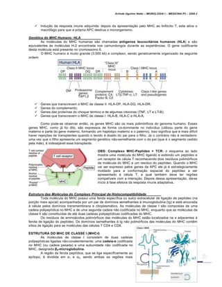Arlindo Ugulino Netto – IMUNOLOGIA I – MEDICINA P3 – 2008.2
 Indu†…o da resposta imune adquirida: depois da apresenta†…o pelo MHC ao linf„cito T, este ativa o
macr„fago para que a pr„pria APC destrua o microrganismo.
Gen„tica do MHC Humano: HLA
As mol€culas do MHC humanas s…o chamadas ant„genos leucocit†rios humanos (HLA) e s…o
equivalentes Šs mol€culas H-2 encontrada nos camundongos durante as experi‚ncias. O gene codificante
desta mol€cula estƒ presente no cromossomo 6.
O MHC humano € muito grande (3.500 kb) e complexo, sendo geneticamente organizado da seguinte
ordem:
 Genes que transcrevem o MHC de classe II: HLA-DP, HLA-DQ, HLA-DR;
 Genes do complemento;
 Genes das prote•nas do choque t€rmico e de algumas citocinas (TNF, LT e LT-B);
 Genes que transcrevem o MHC de classe I: HLA-B, HLA-C e HLA-A.
Como pode-se observar ent…o, os genes MHC s…o os mais polim„rficos do genoma humano. Esses
genes MHC, como jƒ foi dito, s…o expressos de forma co-dominante no indiv•duo (utilizou parte do gene
materno e parte do gene materno, formando um haplotipo materno e o paterno). Isso significa que € mais dif•cil
haver rejei†‡es de transplantes quando o tecido € doado do pai para o filho. Jƒ o contrƒrio n…o € verdadeiro:
uma vez que o filho apresenta um segmento gen€tico n…o-semelhante com o do pai (que € o segmento cedido
pela m…e), € indesejƒvel esse transplante.
OBS: Complexo MHC-Pept„deo + TCR: o esquema ao lado
mostra uma mol€cula do MHC ligando e exibindo um pept•deo e
um receptor de c€lula T reconhecendo dois res•duos polim„rficos
da mol€cula do MHC e um res•duo do pept•deo. Quando o MHC
vai ser expresso pelos genes da APC ele jƒ € estrategicamente
moldado para a conforma†…o espacial do pept•deo a ser
apresentado Š c€lula T, a qual tamb€m deve ter regi‡es
compat•veis com a intera†…o. Depois dessa apresenta†…o, dƒ-se
in•cio Š fase efetora da resposta imune adaptativa.
Estrutura das Mol„culas do Complexo Principal de Histocompatibilidade
Toda mol€cula do MHC possui uma fenda espec•fica ou sulco extracelular de liga†…o de pept•deo (na
por†…o mais apical) acompanhada por um par de dom•nios semelhantes Š imunoglobulina (Ig) e estƒ ancorada
Š c€lula pelos dom•nios transmembrana e citoplasmƒtico. As mol€culas de classe I s…o compostas de uma
cadeia polipept•dica no MHC e de uma segunda cadeia n…o codificada no MHC, enquanto que as mol€culas de
classe II s…o constitu•das de at€ duas cadeias polipept•dicas codificadas do MHC.
Os res•duos de aminoƒcidos polim„rficos das mol€culas do MHC est…o localizados na e adjacentes Š
fenda de liga†…o do pept•deo. Os dom•nios semelhantes Š Ig n…o polm„rficos das mol€culas do MHC cont‚m
s•tios de liga†…o para as mol€culas das c€lulas T CD4 e CD8.
ESTRUTURA DO MHC DE CLASSE I (MHC-I)
As mol€culas de classe I consistem de duas cadeias
polipept•dicas ligadas n…o-covalentemente: uma cadeia-α codificada
no MHC (ou cadeia pesada) e uma subunidade n…o codificada no
MHC, designada β2-microglobulina.
A regi…o da fenda pept•dica, que se liga especificamente ao
ep•topo, € dividida em α1 e α2, sendo ambas as regi‡es mais
 