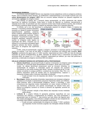 Arlindo Ugulino Netto – IMUNOLOGIA I – MEDICINA P3 – 2008.2
Apresentaˆ‚o Antig‡nica
Os linfócitos exercem papéis centrais nas respostas imunes adaptativas contra os antígenos protéicos.
Porém, para os linfócitos serem ativados, se proliferarem e desempenharem a sua função é preciso que uma
célula apresentadora de antígeno (APC) leve ao encontro desses linfócitos um pequeno segmento de
aminoácidos (epítopo) do antígeno invasor.
Vale lembrar os passos até o momento dessa apresentação: as APCs geralmente são células
fagocíticas de vigilância imunológica. Estas fazem a função de fagocitar os invasores, representando a
resposta imune inata. Ao percebem que não é possível concluir essa missão protetora sozinha, elas sinalizam
aos linfócitos a presença desse antígeno e integram as respostas inatas com a resposta adquirida.
O linfócito, por si só, não reconhece a configuração espacial do antígeno íntegro. A maioria dos
linfócitos T reconhece somente peptídeos,
enquanto as células B podem reconhecer
especificamente peptídeos, proteínas,
ácidos nucléicos, polisscarídeos, lipídeos e
pequenas substancias químicas. Porém,
as células T reconhecem e respondem aos
antígenos peptídeos estranhos somente
quando os antígenos estão ligados às
superfícies das APCs, enquanto que as
células B e os anticorpos secretados ligam
antígenos solúveis dos fluidos corporais,
bem como os antígenos das superfícies
celulares.
A APC, antes da apresentação, engloba o antígeno, processa-o e expressa apenas um fragmento do
mesmo ao linfócito T por meio do seu MHC. O linfócito só reconhece com eficácia este complexo: MHC-
Peptídeo. Lembremo-nos agora que o LT CD4+ (auxiliar, responsável por ativar a APC por meio de citocinas:
expansão do retículo endoplasmático do MHC, liberação de radicais livres e crescimento da própria APC)
reconhece MHC de classe II e o LT CD8+ (citotóxico, responsável por efetivar, por meio das perforinas e
granzimas, a destruição do antígeno) reconhece MHC de classe I.
CÉLULAS APRESENTADORAS DE ANTÍGENOS (APCs) PROFISSIONAIS
 Células dendríticas: sua principal função é capturar e transportar os antígenos para a drenagem nos
linfonodos. É a principal célula apresentadora de antígeno, sendo esta a sua maior
função. As células dendríticas amadurecem para se tornarem eficientes na
apresentação do antígeno. A maturação ocorre em resposta aos produtos
microbianos ou aos sinais omitidos pela célula T ativada. Constituem-se de 1% das
células circulantes no sangue periférico. Localizam-se nos tecidos: Pele, TGI, e no
sistema respiratório (porta de entrada para os microorganismos). Capturar e
transportar antígeno para o linfonodo onde estão os linfócitos.
o Função principal: início de respostas das células T aos antígenos protéicos
(instrução).
 Macrófagos: células de grandes dimensões responsáveis por processar antígenos
captados na circulação e apresentares pequenos fragmentos destes aos linfócitos.
Estes linfócitos, após a demonstração antigênica, ativam o macrófago, o qual
comporta-se dos seguintes modos: expressando um maior número de MHCs na
sua membrana; produzindo uma grande concentração de radicais livres para
destruir os antígenos; aumento no número e tamanho de organelas; aumento da
própria célula.
o Função principal: indução e fase efetora das respostas imunes mediadas
pelas células.
 Linfócito B: o próprio linfócito B apresenta proteínas específicas em sua
membrana que realizam o englobamento do antígeno, que será processado e
apresentado para os linfócitos T. Vale lembrar que esta célula não fagocita (pois
não projeta pseudópodes), mas endocita o antígeno através de seus receptores de
imunidade inata (PRRs receptores dos padrões moleculares).
o Função principal: apresentação de antígenos às células T CD4+ auxiliares
nas respostas imunes humorais (cognata nas interações células B-células
T).
 
