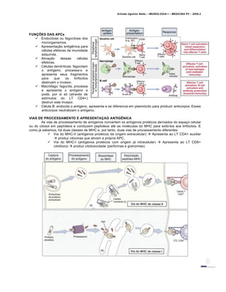 Arlindo Ugulino Netto – IMUNOLOGIA I – MEDICINA P3 – 2008.2
FUNÇÕES DAS APCs
 Endocitose ou fagocitose dos
microrganismos.
 Apresentação antigênica para
células efetoras da imunidade
adquirida.
 Ativação dessas células
efetoras.
 Células dendríticas: fagocitam
o antígeno, processa-o e
apresenta seus fragmentos
para que os linfócitos
destruam o invasor.
 Macrófago: fagocita, processa
e apresenta o antígeno e
pode, por si só (através de
estímulos do LT CD4+)
destruir este invasor.
 Célula B: endocita o antígeno, apresenta e se diferencia em plasmócito para produzir anticorpos. Esses
anticorpos neutralizam o antígeno.
VIAS DE PROCESSAMENTO E APRESENTAÇAO ANTIGÊNICA
As vias de processamento de antígenos convertem os antígenos protéicos derivados do espaço celular
ou do citosol em peptídeos e conduzem peptídeos até as moléculas do MHC para exibi-los aos linfócitos. E
como já sabemos, há duas classes de MHC e, por tanto, duas vias de processamento diferentes:
 Via do MHC-II (antígenos protéicos de origem extracelular)  Apresenta ao LT CD4+ auxiliar
 produz citocinas que ativam a própria APC.
 Via do MHC-I (antígenos protéicos com origem já intracelular)  Apresenta ao LT CD8+
citotóxico  produz citotoxicidade (perforinas e granzimas).
 