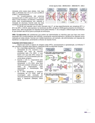 Arlindo Ugulino Netto – IMUNOLOGIA I – MEDICINA P3 – 2008.2
interação entre essas duas células. Indo mais
além, a afinidade dos LTa e LTc com os MHC-II
e MHC-I, respectivamente.
Os co-estimuladores são proteínas
expressas tanto na APC quanto nos LT. Quando
este 2º sinal acontece, os linfócitos T expressam
ainda mais co-estimuladores (em resposta à
interação de citocinas), ficando cada vez mais
excitável e se ativando de maneira mais efetiva.
O CD-28, por exemplo, que é outro marcador dos LT, se liga especificamente aos receptores B7-1 e
B7-2 da APC; o CD-40, este expresso na membrana da APC, se liga ao CD40Ligante presente nos linfócitos T.
Nesse caso, além da ativação da resposta imune pelos linfócitos T, há a indução à diferenciação dos linfócitos
B (que também são APCs) para a produção de anticorpos.
OBS: Co-adjuvantes são substancias que podem ser administradas no indivíduo para que haja uma maior
expressão dos co-estimuladores dos linfócitos, aumentando exponencialmente a eficiência da resposta imune
realizada por estas células. Vacinas com moldes bacterianos, por exemplo, são administradas com cápsulas de
bactérias e co-adjuvantes, aumentando a eficácia da reposta imune.
FUNÇÕES EFETORAS DOS LT
Depois que ocorre a captura do antígeno pelas APCs, processamento e apresetanção, os linfócitos T
são induzidos à ativação (fase efetora), realizando então as seguintes funções:
 Se o macrófago apresentar o antígeno
extracelular ao LTa, ocorrerá a sua
ativação por meio de citocinas
produzidas pelo LTa CD4+, o que
fazem com que esta APC cresça em
tamanho e em funcionalidade para dar
conta desse antígeno.
 Quando o LB é o responsável pela
apresentação do antígeno
extracelular, o LTa CD4+ ativa esta
célula para produzir anticorpos, sendo
estes os responsáveis pela
opsonização e neutralização dos
antígenos.
 Se a APC apresentar o antígeno
intracelular ao LTc CD8+, este se
encarregará pela produção de
citocinas (perforinas e granzimas) para
gerar a apoptose (deleção) desta
célula.
 