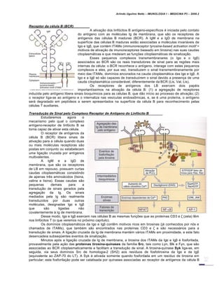 Arlindo Ugulino Netto – IMUNOLOGIA I – MEDICINA P3 – 2008.2
Receptor da c„lula B (BCR)
A ativa†…o dos linf„citos B ant•geno-espec•ficos € iniciada pelo contato
do ant•geno com as mol€culas Ig de membrana, que s…o os receptores de
ant•genos das c€lulas B maduras (BCR). A IgM e a IgD de membrana na
superf•cie das c€lulas B maduras est…o associadas a mol€culas invariƒveis de
Igα e Igβ, que cont€m ITAMs (immunoreceptor tyrosine-based activation motif =
motivos de ativa†…o de imunoreceptores baseado em tirosina) nas suas caudas
citoplasmƒticas e que medeiam as fun†‡es citoplasmƒticas de sinaliza†…o.
Esses pequenos complexos transmembranares (o Igα e o Igβ)
associados ao BCR s…o os reais transdutores de sinal para as regi‡es mais
internas da c€lula: o BCR reconhece o ant•geno, interage com estes pequenos
complexos e eles, por sua vez, transduzem o sinal transmembranamente por
meio das ITAMs, dom•nios ancorados na cauda citoplasmƒtica das Igα e Igβ. A
Igα e a Igβ s„ s…o capazes de transduzirem o sinal devido a presen†a de uma
cauda citoplasmƒtica considerƒvel, diferentemente da BCR (Lis, Val, Lis).
Os receptores de ant•genos dos LB exercem dois pap€is
important•ssimos na ativa†…o da c€lula B: (1) a agrega†…o de receptores
induzida pelo ant•geno libera sinais bioqu•micos para as c€lulas B, que d…o in•cio ao processo de ativa†…o; (2)
o receptor liga-se ao ant•geno e o internaliza nas ves•culas endoss•micas, e, se € uma prote•na, o ant•geno
serƒ degradado em pept•deos a serem apresentados na superf•cie da c€lula B para reconhecimento pelas
c€lulas T auxiliares.
Transduˆ‚o de Sinal pelo Complexo Receptor de Antƒgeno do Linf•cito B
Estudaremos agora o
mecanismo pelo qual o complexo
ant•geno-receptor de linf„cito B se
torna capaz de ativar esta c€lula.
O receptor de ant•genos da
c€lula B (BCR) libera sinais de
ativa†…o para a c€lula quando duas
ou mais mol€culas receptoras s…o
postas em conjunto ou estabelecem
uma liga†…o cruzada por ant•genos
multivalentes.
A IgM e a IgD de
membrana, que s…o os receptores
de LB em repouso, possuem curtas
caudas citoplasmƒticas consistindo
de apenas tr‚s aminoƒcidos (lisina,
valina e lisina). Essas caudas s…o
pequenas demais para a
transdu†…o de sinais gerados pela
agrega†…o da Ig. Os sinais
mediados pela Ig s…o realmente
transduzidos por duas outras
mol€culas, designadas Igα e Igβ
que s…o ligadas n…o
covalentemente Š Ig de membrana.
Desse modo, Igα e Igβ exercem nas c€lulas B as mesmas fun†‡es que as prote•nas CD3 e ζ (zeta) t‚m
nos linf„citos T (o que veremos no pr„ximo cap•tulo).
Os dom•nios citoplasmƒticos da Igα e Igβ cont‚m motivos ricos em tirosinas (jƒ conhecidos por n„s e
chamados de ITAMs), que tamb€m s…o encontrados nas prote•nas CD3 e ζ e s…o necessƒrios para a
transdu†…o de sinais. A liga†…o cruzada da Ig de membrana mant€m vƒrios ITAMs em proximidade, e este fato
desencadeia subseq•entes eventos de sinaliza†…o.
Minutos ap„s a liga†…o cruzada da Ig de membrana, a tirosina dos ITAMs da Igα e Igβ € fosforilada,
provavelmente pela a†…o das proteínas tirosina-quinases da fam•lia Src, tais como Lyn, Blk e Fyn, que s…o
associadas ao BCR citoplasmaticamente e facilitam a transdu†…o de sinal. A tirosina-quinase Syk liga-se, em
seguida, via seus dom•nios Src de homologia-2 (SH2) aos res•duos de fosfotirosina da Igα e da Igβ
(equivalente ao ZAP-70 do LT). A Syk € ativada somente quando fosforilada em um res•duo de tirosina em
particular; esta fosforila†…o pode ser catalisada por quinases associadas ao receptor de ant•genos da c€lula B
 