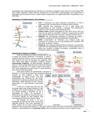 Arlindo Ugulino Netto – IMUNOLOGIA I – MEDICINA P3 – 2008.2
porcentagens das subpopula†‡es s…o indicadas nos colchetes. A subs€rie menos madura € a das c€lulas CD4-
CD8- (duplo negativas). Esses tim„citos amadurecem em CD4+CD8+ (duplo-positivas) que representam a
popula†…o mais numerosa do timo, e essas c€lulas amadurecem em c€lulas CD4+CD8- uno-positivas ou em
CD4-CD8+.
Receptores e Co-Estimuladores dos Linf•citos
 TCR: € sintetizado por genes altamente polim„rficos. O TCR €
responsƒvel pelo reconhecimento do ant•geno restrito ao MHC.
 CD3: mol€cula que caracteriza os LT e estƒ ligada n…o-
covalentemente ao TCR. Comp‡e o complexo TCR juntamente a
cadeia ζ e TCR e particpa da transdu†…o do sinal.
 Cadeia ζ (zeta): tamb€m estƒ ligada ao TCR, assim como o CD3, por
meio de uma ponte de dissulfeto. Tamb€m € responsƒvel em parte
pelos eventos bioqu•micos que induzem a ativa†…o funcional dos LT.
 CD4/CD8: s…o co-receptores envolvidos na ativa†…o de c€lulas T
restritas ao complexo de histocompatibilidade principal (MHC).
 CD28: co-estimulador de membrana que transduz sinais que
funcionam em conjunto com os sinais liberados pelo complexo TCR
para ativar as c€lulas T virgens.
 Integrinas: s…o prote•nas heterodim€ricas expressas nos leuc„citos,
cujos dom•nios citoplasmƒticos ligam-se com o citoesqueleto da outra
c€lula que comp‡e a sinapse imunol„gica, aumentando assim a
dura†…o do tempo de intera†…o.
Ativaˆ‚o de LT Virgem e LT Efetor
Ap„s ser produzida na medula, amadurecida no timo
e chegar aos tecidos perif€ricos e linfonodos, a c€lula T
virgem encontra-se pronta e com os marcadores adequados
para ativar-se por meio da intera†…o com ant•genos. Para
isso, a APC, ap„s captar e processar o ant•geno, realiza a
apresenta‚ƒo antig•nica, via MHC-pept•deo, apresenta e
ativa o LT. Essa apresenta†…o deve ter o mƒximo de eficƒcia
poss•vel, uma vez que o LT ainda € virgem. Para tanto, a
APC mais qualificada para esta tarefa € a c€lula dendr•tica
que, de fato, realiza esse papel.
Ap„s este processo de apresenta†…o e ativa†…o no
linfonodo, o LT ativo deve migrar para os poss•veis focos de
infec†…o por este ant•geno e sofre outra
apresenta†…o ao agente invasor, mas esta
apresenta†…o n…o necessita ser t…o eficaz,
podendo ser realizada por qualquer tipo de APC
(macr„fago, c€lula dendr•tica ou LB), ativando
ainda mais o LT o qual exercerƒ a sua fun†…o
efetora.
O fato do LT estar ativo, faz com que
ele possa seguir duas fun†‡es distintas: (1) agir
e realizar a sua fun†…o citot„xica (LT CD8+) ou
sua fun†…o auxiliar e ativadora de LB e
macr„fagos (LT CD4+); (2) reconhecer e
diferenciar-se em c€lulas de mem„ria para que,
na pr„xima infec†…o por este ant•geno, haja
uma resposta de forma mais rƒpida e eficaz.
Na ativa†…o da c€lula T, hƒ uma
transdu†…o do sinal que tem como uma de suas
respostas efetoras, uma maior express…o do
CD25, receptor de IL-2 (esta citocina tamb€m
passarƒ a ser produzida pelo pr„prio LT). Isso gera, cada vez mas, uma maior e mais eficaz ativa†…o desses
linf„citos T, desencadeando uma expansƒo clonal, para uma resposta mais eficaz contra o agente invasor.
 