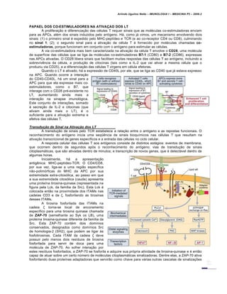 Arlindo Ugulino Netto – IMUNOLOGIA I – MEDICINA P3 – 2008.2
PAPAEL DOS CO-ESTIMULADORES NA ATIVAÇAO DOS LT
A prolifera†…o e diferencia†…o das c€lulas T requer sinais que as mol€culas co-estimuladoras enviam
para as APCs, al€m dos sinais induzidos pelo ant•geno. Hƒ, como jƒ vimos, um mecanismo envolvendo dois
sinais: (1) o primeiro sinal € expedido pelo MHC-pept•deo e TCR (e ao co-receptor CD4 ou CD8), culminando
no sinal 1; (2); o segundo sinal para a ativa†…o da c€lula T € fornecido por mol€culas chamadas co-
estimuladoras, porque funcionam em conjunto com o ant•geno para estimular as c€lulas.
A via co-estimuladora mais bem caracterizada na ativa†…o da c€lula T envolve o CD28, uma mol€cula
de superf•cie das c€lulas que se liga Šs mol€culas co-estimuladoras B7-1 (CD80) e B7-2 (CD86), expressas
nas APCs ativadas. O CD28 libera sinais que facilitam muitas respostas das c€lulas T ao ant•geno, incluindo a
sobreviv‚ncia da c€lula, a produ†…o de citocinas (tais como a IL-2 que vai ativar a mesma c€lula que o
produziu via CD25), e a diferencia†…o das c€lulas T virgens em c€lula efetoras.
Quando o LT € ativado, hƒ a express…o de CD40L por ele, que se liga ao CD40 que jƒ estava expresso
na APC. Quando ocorre a intera†…o
do CD40-CD40L, hƒ um sinal para a
APC para que ela expresse mais co-
estimuladores, como o B7, que
interage com o CD28 pr€-existente no
LT, aumentando ainda mais a
intera†…o na sinapse imunol„gica.
Este conjunto de intera†‡es, somado
Š secre†…o de IL-2 e citocinas (que
ativam ainda mais o LT), € o
suficiente para a ativa†…o extrema e
efetiva das c€lulas T.
Transduˆ‚o de Sinal na Ativaˆ‚o dos LT
A transdu†…o de sinais pelo TCR estabelece a rela†…o entre o ant•geno e as repostas funcionais. O
reconhecimento do ant•geno inicia uma seq•‚ncia de sinais bioqu•micos nas c€lulas T que resultam na
ativa†…o transcricional de genes espec•ficos e a entrada das c€lulas no ciclo celular.
A resposta celular das c€lulas T aos ant•genos consiste de distintos estƒgios: eventos de membrana,
que ocorrem dentro de segundos ap„s o reconhecimento do ant•geno; vias de transdu†…o de sinais
citoplasmƒticas, que s…o ativadas dentro de minutos; e transcri†…o de novos genes, que € detectƒvel dentro de
algumas horas.
Inicialmente, hƒ a apresenta†…o
antig‚nica: MHC-pept•deo-TCR. O CD4/CD8,
por sua vez, liga-se a uma regi…o espec•fica
n…o-polim„rficas do MHC da APC por sua
extremidade extra-citos„lica, ao passo em que
a sua extremidade citos„lica (cauda) apresenta
uma prote•na tirosina-quinase (representada na
figura pela Lck, da fam•lia da Src). Esta Lck €
colocada ent…o na proximidade dos ITAMs nas
cadeias CD3 e da ζ, fosforilando as tirosinas
desses ITAMs.
A tirosina fosforilada das ITAMs na
cadeia ζ torna-se local de ancoramento
espec•fico para uma tirosina quinase chamada
de ZAP-70 (semelhante ao Syk os LB), uma
prote•na tirosina-quinase diferente da fam•lia da
Src. Esta ZAP-70 cont€m dois dom•nios
conservados, designados como dom•nios Src
de homologia-2 (SH2), que podem se ligar Šs
fosfotirosinas. Cada ITAM da cadeia ζ deve
possuir pelo menos dois res•duos de tirosina
fosforilada para servir de doca para uma
mol€cula de ZAP-70. Ao sofrer intera†…o por
estes res•duos fosforilados, a ZAP-70 se fosforila e adquire sua pr„pria atividade de tirosina-quinase e € ent…o
capaz de atuar sobre um certo nŽmero de mol€culas citoplasmƒticas sinalizadoras. Dentre elas, a ZAP-70 ativa
fosforilando duas prote•nas adaptadoras que servir…o como chave para vƒrias outras cascatas de sinaliza†‡es
 