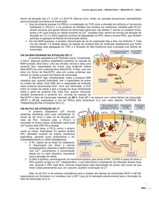 Arlindo Ugulino Netto – IMUNOLOGIA I – MEDICINA P3 – 2008.2
dentro da ativa†…o dos LT: a LAT e a SLP-76. D…o-se in•cio, ent…o, as cascatas bioqu•micas intermediƒrias
para a produ†…o dos fatores de transcri†…o:
 Vias da prote•na quinase Cγ (PKCγ): a sinaliza†…o do TCR induz a ativa†…o da isoforma γ1 da enzima
fosfolipase C (PLCγ1), e os produtos da hidr„lise dos lip•deos de membrana mediada pela PLCγ1
ativam enzimas que geram fatores de transcri†…o adicionais nas c€lulas T. Dentre os produtos finais,
temos o IP3 (que produz um rƒpido aumento do Ca
2+
citos„lico livre, dentro de minutos de ativa†…o de
ativa†…o do LT) e o DAG (segundo produto da degrada†…o do PIP2, ativa a enzima PKC, que tamb€m
participa na gera†…o de fatores de transcri†…o ativos).
 Via das MAP-quinases: € tamb€m denominada da via de sinaliza†…o Ras e Rac nos linf„citos T. Esta
via nas c€lulas T € ativada depois da liga†…o da prote•na Ras Šs mol€culas adaptadoras que foram
fosforiladas pela agrega†…o do TCR, e a ativa†…o de Ras finalmente leva Š ativa†…o dos fatores de
transcri†…o.
VIA DA MAP-QUINASE NA ATIVAÇAO DO LT
A prote•na adaptadora LAT fosforila e ativa, inicialmente,
a Grb-2, segunda prote•na adaptadora presente na cascata da
MAP-quinase. Esta Grb-2, uma vez ativada, recruta e ativa uma
prote•na Sos, responsƒvel por trocar uma mol€cula inativa
(Ras•GDP) em uma mol€cula ativa (Ras•GTP). A Ras, uma vez
ativa (na forma de Ras•GTP), atua em outras prote•nas que
entram no nŽcleo e atuam em fatores de transcri†…o.
O Ras•GTP age, indiretamente, sobre a prote•na ERK
citos„lica que, quando fosforilada, tem a capacidade de entrar
no nŽcleo da c€lula. Esta ERK tem a capacidade de fosforilar
outra prote•na denominada ELK. Uma vez fosforilada, a ELK
entra no nŽcleo da c€lula e terƒ e fun†…o de atuar diretamente
sobre o gene da prote•na Fos. Esta Fos, quando transcrita,
comp‡e (juntamente a prote•na Jun, oriunda da cascata da
Rac•GTP) o fator de transcri†…o chamado de AP-1. Esta AP-1 se associa com outros fatores de transcri†…o
(NFAT e NF-κB, associados a Via da PKCγ) para transcrever IL-2 (ver mais adiante: FATORES DE
TRANSCRI›œO NA ATIVA›AO DO LT).
VIA DA PLC NA ATIVAÇÃO DE LT
A prote•na adaptadora LAT recruta
prote•nas citos„licas para suas redondezas no
intuito de dar in•cio a esta via de ativa†…o por
meio da PLC. Inclusive esta, a PLCγ1, €
recrutada na forma inativa, fosforilada (tanto pela
LAT quanto pela ZAP-70) e ativada.
Uma vez ativa, a PLCγ (como o pr„prio
nome jƒ indica: fosfo-lipase C) quebra lip•dios
PIP2 (bifosfato inositol) da pr„pria membrana
plasmƒtica, gerando como subprodutos o IP3
(trifosfatidilinositol) e o DAG (diacilglicerol).
 O IP3, depois de se dirigir ao citoplasma,
€ responsƒvel por ativar o ret•culo
endoplasmƒtico celulares e faz‚-lo liberar
•ons Ca
2+
, aumentando a concentra†…o
desse •on no meio citos„lico, importante
para a ativa†…o da c€lula.
 O DAG € lipof•lico, permanecendo na membrana lip•dica, para ativar a PKC. O DAG € capaz de ativar a
PKC quando se liga ao Ca
2+
citoplasmƒtico, o que demonstra a importˆncia da intera†…o dessas duas
vias. Quando o PKC estƒ ativo, torna-se responsƒvel pela estimula†…o de outras vias (como as que
foram vistas previamente) que, em conjunto, auxiliam na ativa†…o do LT.
Esta via da PLC € de extrema importˆncia para a s•ntese dos fatores de transcri†…o NFAT e NF-κB,
responsƒveis por formarem um complexo com o AP-1 (que jƒ foi estudado anteriormente) para a forma†…o do
fator de transcri†…o da IL-2.
 
