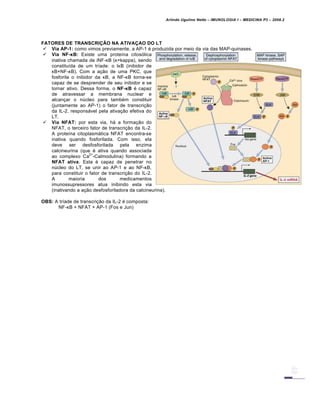 Arlindo Ugulino Netto – IMUNOLOGIA I – MEDICINA P3 – 2008.2
FATORES DE TRANSCRI‘’O NA ATIVA‘AO DO LT
 Via AP-1: como vimos previamente, a AP-1 € produzida por meio da via das MAP-quinases.
 Via NF-κB: Existe uma prote•na citos„lica
inativa chamada de iNF-κB (κ=kappa), sendo
constitu•da de um tr•ade: o IκB (inibidor de
κB+NF-κB). Com a a†…o de uma PKC, que
fosforila o inibidor da κB, a NF-κB torna-se
capaz de se desprender de seu inibidor e se
tornar ativo. Dessa forma, o NF-κB € capaz
de atravessar a membrana nuclear e
alcan†ar o nŽcleo para tamb€m constituir
(juntamente ao AP-1) o fator de transcri†…o
da IL-2, responsƒvel pela ativa†…o efetiva do
LT.
 Via NFAT: por esta via, hƒ a forma†…o do
NFAT, o terceiro fator de transcri†…o da IL-2.
A prote•na citoplasmƒtica NFAT encontra-se
inativa quando fosforilada. Com isso, ela
deve ser desfosforilada pela enzima
calcineurina (que € ativa quando associada
ao complexo Ca
2+
-Calmodulina) formando a
NFAT ativa. Esta € capaz de penetrar no
nŽcleo do LT, se unir ao AP-1 e ao NF-κB,
para constituir o fator de transcri†…o do IL-2.
A maioria dos medicamentos
imunossupressores atua inibindo esta via
(inativando a a†…o desfosforiladora da calcineurina).
OBS: A tr•ade de transcri†…o da IL-2 € composta:
NF-κB + NFAT + AP-1 (Fos e Jun)
 