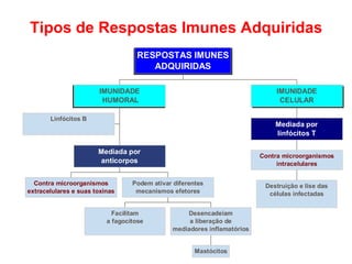 Tipos de Respostas Imunes Adquiridas
RESPOSTAS IMUNES
ADQUIRIDAS
IMUNIDADE
CELULAR

IMUNIDADE
HUMORAL
Linfócitos B

Mediada por
linfócitos T
Mediada por
anticorpos

Contra microorganismos
extracelulares e suas toxinas

Contra microorganismos
intracelulares

Podem ativar diferentes
mecanismos efetores

Facilitam
a fagocitose

Desencadeiam
a liberação de
mediadores inflamatórios

Mastócitos

Destruição e lise das
células infectadas

 