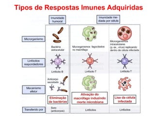 Tipos de Respostas Imunes Adquiridas

 