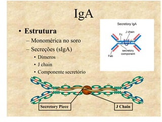 IgA
• Estrutura
– Monomérica no soro
– Secreções (sIgA)
• Dímeros
• J chain
• Componente secretório

Secretory Piece

J Chain

 