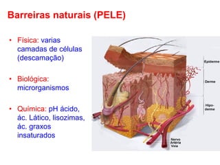 Barreiras naturais (PELE)
• Física: varias
camadas de células
(descamação)
• Biológica:
microrganismos
• Química: pH ácido,
ác. Lático, lisozimas,
ác. graxos
insaturados

 