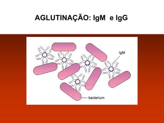 AGLUTINAÇÃO: IgM e IgG

 