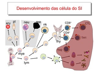 Desenvolvimento das célula do SI
ery pl

neu

mφ

CD8+

nk

CTL

CD4+
TH1

thy
TH2

mye
lym

 