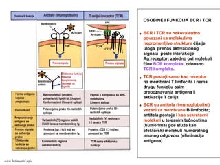 OSOBINE I FUNKCIJA BCR i TCR
BCR i TCR su nekovalentno
povezani sa molekulima
nepromenljive strukture čija je
uloga prenos aktivacionog
signala posle interakcije
Ag:receptor; zajedno ovi molekuli
čine BCR kompleks, odnosno
TCR kompleks.
TCR postoji samo kao receptor
na membrani T limfocita i nema
drugu funkciju osim
prepoznavanja antigena i
aktivacije T ćelija.
BCR su antitela (imunoglobulini)
vezani za membranu B limfocita;
antitela postoje i kao sekretorni
molekuli u telesnim tečnostima
(humorima) gde služe kao
efektorski molekuli humoralnog
imunog odgovora (eliminacija
antigena)
www.belimantil.info
 