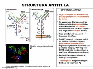 STRUKTURA ANTITELA
At je sastavljeno od dva identična
teška (H) lanca i dva identična laka
(L) lanca.
Na svakom od 4 lanca postoji po
jedan varijabilni (V) region i jedan
ili više konstantnih (C) regiona;
trodimenzionalna struktura regiona
čini odgovarajući domen antitela.
Veze između L i H lanaca i H i H
lanaca su disulfidne
Svaki V region H i L lanaca sadrži
po tri hipervarijabilna regiona
(regioni komplementarnosti);
najveću varijabilnost ima CDR3 koji
jse nalazi na spoju V i C regiona;
CDR3 u najvećoj meri učestvuje u
vezivanju odgovarajućeg antigena.
Proteolitičkom razgradnjom At
dobijaju se fragmenti:
-Fab fragment (Fragment antigen
binding) vezivanje Ag
Shema preuzeta iz knjige Basic Immunology, Abbas i Lichtman, iskljućivo za
potrebe predavanja
STRUKTURA ANTITELA
www.belimantil.info
 