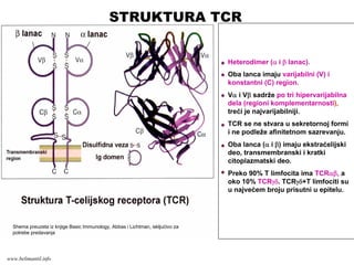Heterodimer (α i β lanac).
Oba lanca imaju varijabilni (V) i
konstantni (C) region.
Vα i Vβ sadrže po tri hipervarijabilna
dela (regioni komplementarnosti),
treći je najvarijabilniji.
TCR se ne stvara u sekretornoj formi
i ne podleže afinitetnom sazrevanju.
Oba lanca (α i β) imaju ekstraćelijski
deo, transmembranski i kratki
citoplazmatski deo.
Preko 90% T limfocita ima TCRαβ, a
oko 10% TCRγδ. TCRγδ+T limfociti su
u najvećem broju prisutni u epitelu.
Shema preuzeta iz knjige Basic Immunology, Abbas i Lichtman, iskljućivo za
potrebe predavanja
STRUKTURA TCR
www.belimantil.info
 