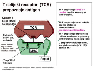 TCR prepoznaje samo 1-3
rezidue peptida vezanog za
MHC molekul.
TCR prepoznaje samo nekoliko
peptida složenog
makromolekula:
imunodominantni epitopi.
TCR prepoznaje istovremeno i
polimorfne delove sopstvenog
MHC molekula koji nosi peptid.
U prepoznavanju peptid/MHC
kompleks ućestvuju Vα i Vβ
domeni TCR
Shema preuzeta iz knjige Basic Immunology, Abbas i Lichtman, iskljućivo za potrebe
predavanjawww.belimantil.info
 